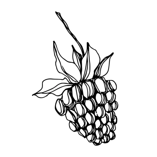 Vecteur Blackberry alimentation saine. Encre gravée en noir et blanc. Élément d'illustration de baies isolé . — Image vectorielle