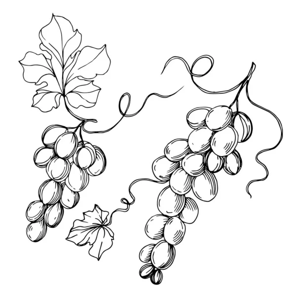 Vector Grape berry comida saudável. Tinta gravada a preto e branco. Elemento de ilustração das uvas isoladas . —  Vetores de Stock