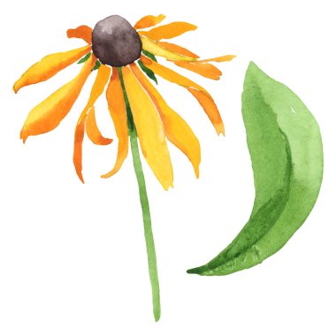 Rudbeckia hirta botanik çiçekleri. Suluboya arka plan seti. İzole edilmiş rudbeckia illüstrasyon ögesi.