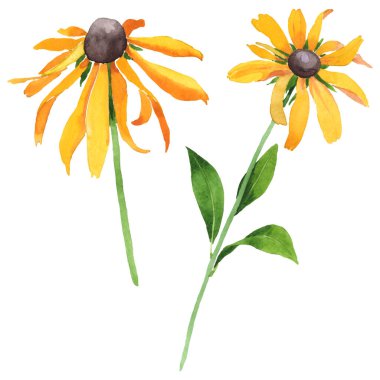 Rudbeckia hirta botanik çiçekleri. Suluboya arka plan seti. İzole edilmiş rudbeckia illüstrasyon ögesi.