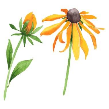 Rudbeckia hirta botanik çiçekleri. Suluboya arka plan seti. İzole edilmiş rudbeckia illüstrasyon ögesi.