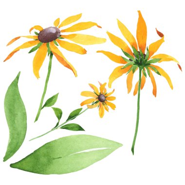 Rudbeckia hirta botanik çiçekleri. Suluboya arka plan seti. İzole edilmiş rudbeckia illüstrasyon ögesi.