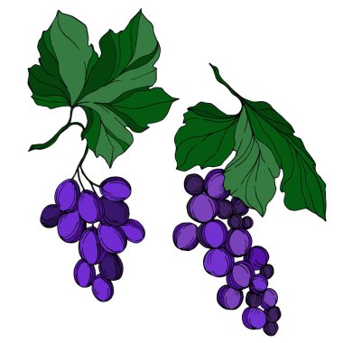 Vector Grape Berry sağlıklı yemek. Siyah beyaz işlemeli mürekkep sanatı. İzole edilmiş üzüm illüstrasyon ögesi.