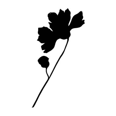 Vektör Cosmos çiçek botanik çiçekler. Siyah ve beyaz oyulmuş mürekkep sanatı. Yalıtılmış cosmea illüstrasyon öğesi.