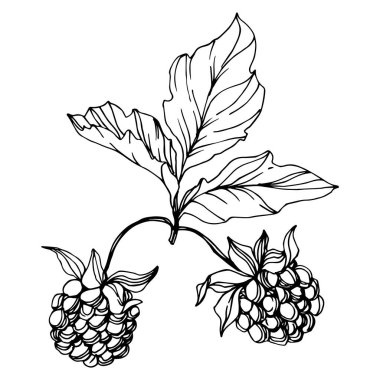 Vektör Blackberry sağlıklı gıda. Siyah ve beyaz oyulmuş mürekkep sanatı. İzole berry illüstrasyon elemanı.