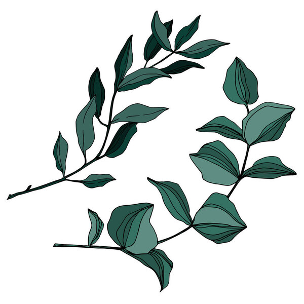 Vector Eucalyptus tree leaves. Black and white engraved ink art. Isolated eucalyptus illustration element.