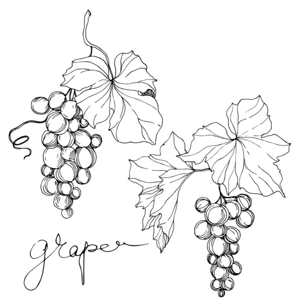 Vetor Grape berry alimentos saudáveis. Arte de tinta gravada em preto e branco. Elemento de ilustração de uva isolada. —  Vetores de Stock