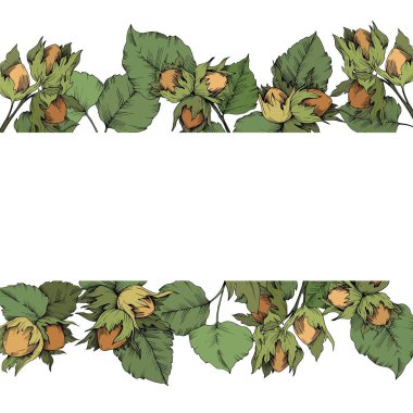 Vektör Sonbahar bitki ela somun. Yaprak bitki botanik bahçe çiçek yaprakları. Çerçeve kenarlığı süsleme Meydanı.