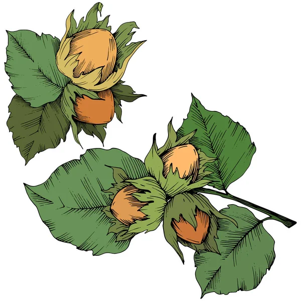 Vector höst växt hazel nut. Leaf växt botaniska trädgård blommig bladverk. Isolerade illustration element. — Stock vektor