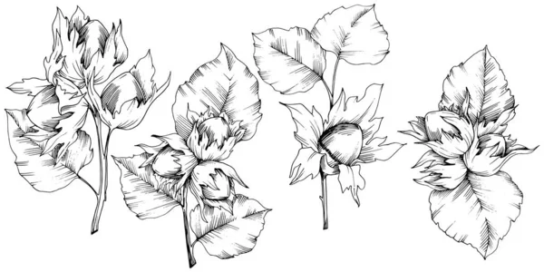 Vektor podzimní rostliny líska matice. Listy rostlin Botanická zahrada květinové listy. Izolované ilustrace prvek. — Stockový vektor