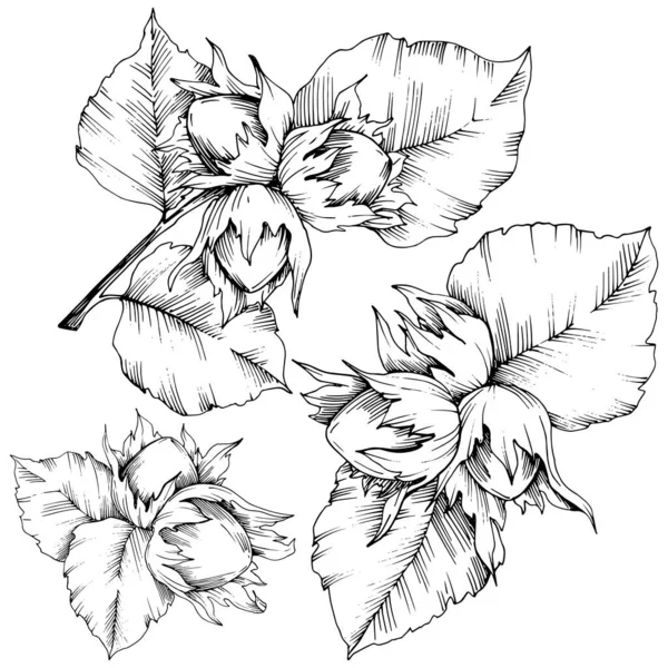 Vektor podzimní rostliny líska matice. Listy rostlin Botanická zahrada květinové listy. Izolované ilustrace prvek. — Stockový vektor