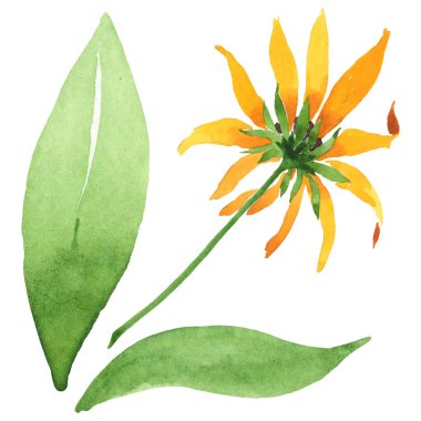 Rudbeckia hirta botanik çiçekleri. Suluboya arka plan seti. İzole edilmiş rudbeckia illüstrasyon ögesi.