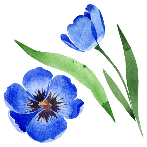 蓝色郁金香花卉植物花。水彩背景插图集。孤立的郁金香插图元素. — 图库照片