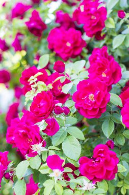 Bush dışında kıvırcık kırmızı gül.