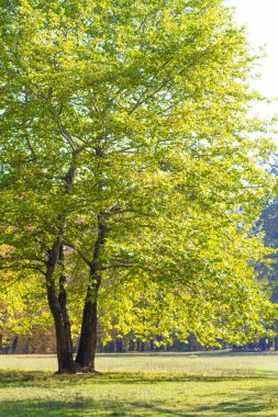 Güneşli sonbahar parkta büyüyen ağaçlar