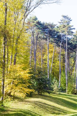 Güneşli sonbahar parkta büyüyen çam ağaçları