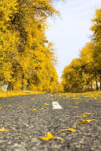 Drumul Asfalt Pădurea Însorită Toamnă — Fotografie, imagine de stoc