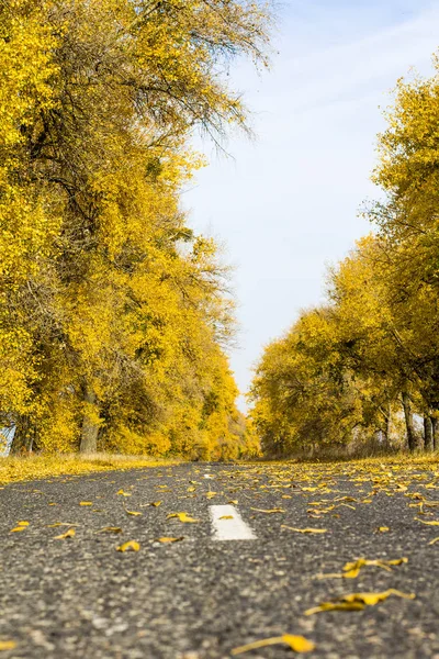 Asphalt Road Sunny Autumn Forest — Stock Photo, Image