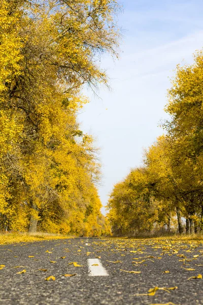 Drumul Asfalt Pădurea Însorită Toamnă — Fotografie, imagine de stoc