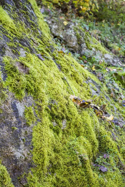 green moss on stone wall in nature