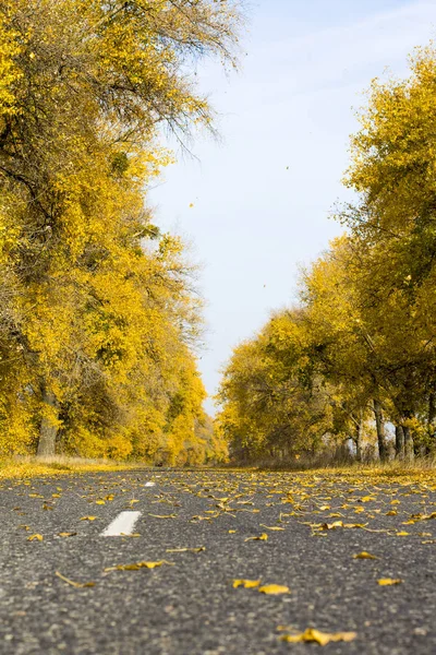 Asphalt Road Sunny Autumn Forest — Stock Photo, Image