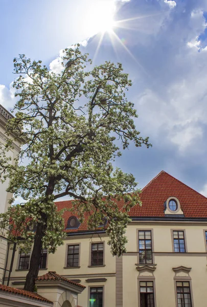 Gaderne Prag Gamle Huse Prag Arkitektur Prag Gamle Bydel - Stock-foto