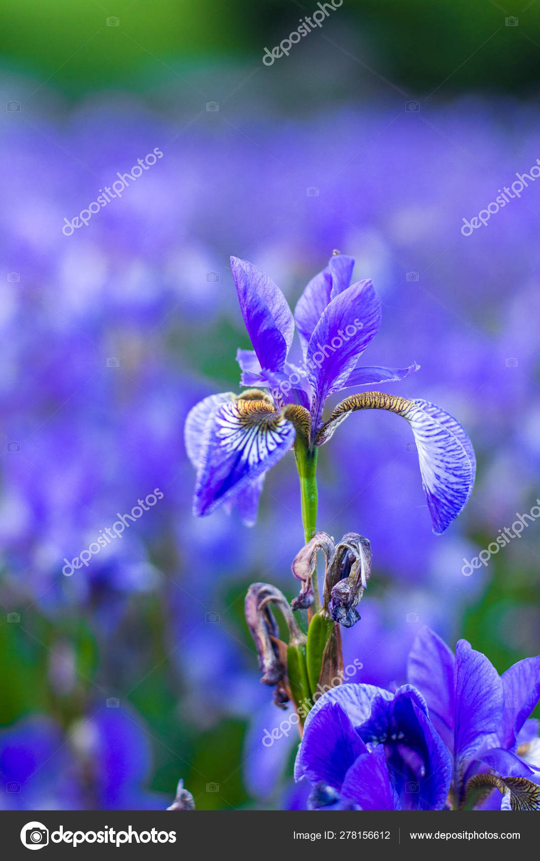 Iris Flower Blooming Field Flowers Irises Stock Photo Image By C Ppvector