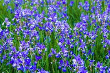 İris çiçeği. Çiçek açan alan irises. 