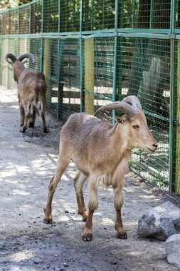 Erkeklik koç. bir hayvanat bahçesinde erkeklik koyun çifti 