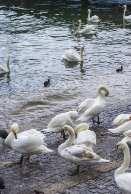 Zürih rıhtımda Kuğular