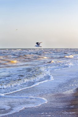 Kıyıya yakın denizde dalgalar ve martılar