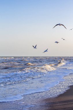 Kıyıya yakın denizde dalgalar ve martılar