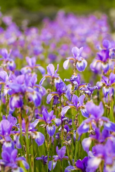 Iris Flower Blooming Field Flowers Irises — Stock Photo, Image