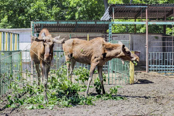 Moose Zoo Wild — Stock Photo, Image