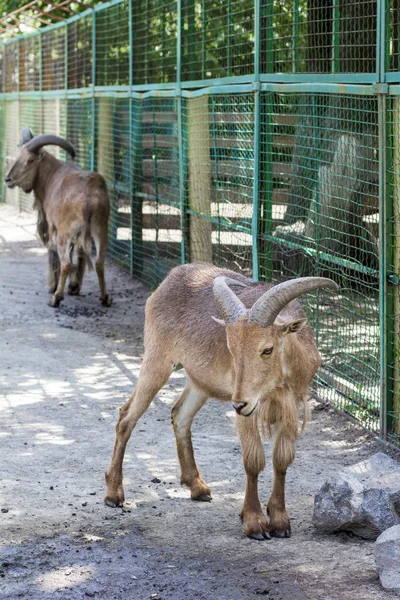 Erkeklik koç. bir hayvanat bahçesinde erkeklik koyun çifti 
