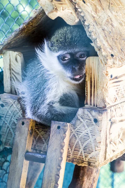 küçük bir evde maymun