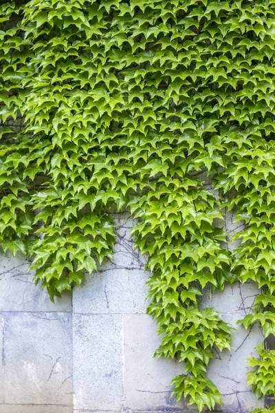 Uvas Silvestres Pared Planta Trepadora Muro Piedra —  Fotos de Stock