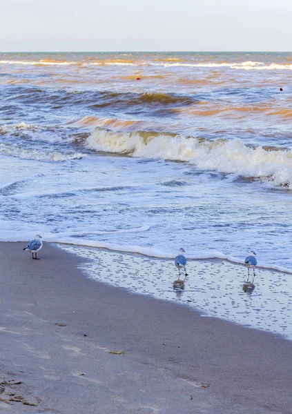 Kıyıya yakın denizde dalgalar ve martılar