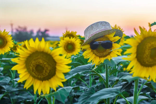 Brille Und Hut Auf Einer Sonnenblume Großaufnahme Konzept Soll Etwas — Stockfoto