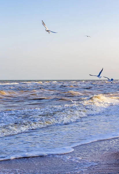 Wellen Auf Dem Meer Küstennähe Und Möwen — Stockfoto