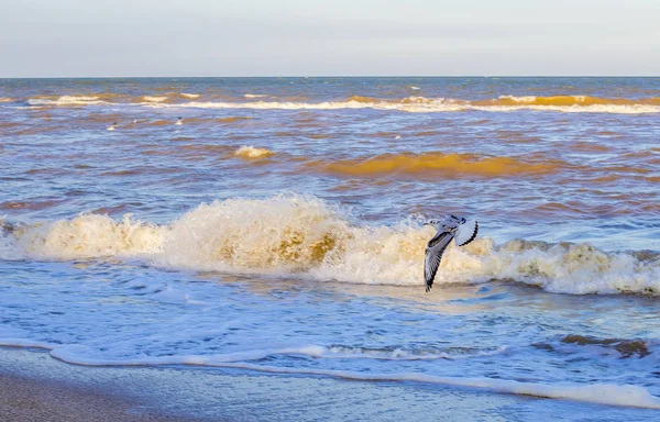 Vagues Sur Mer Près Rivage Mouettes — Photo