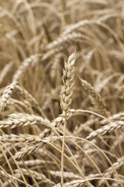 Tarlada buğday çivileri yakın çekim.