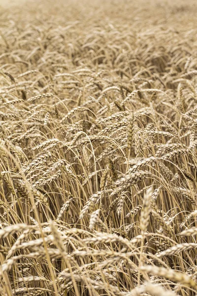 Des Épillets Blé Sur Terrain Modèle Épillets Blé Contexte Des — Photo