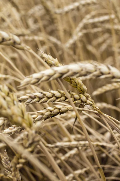 Épillets Blé Dans Champ Gros Plan — Photo