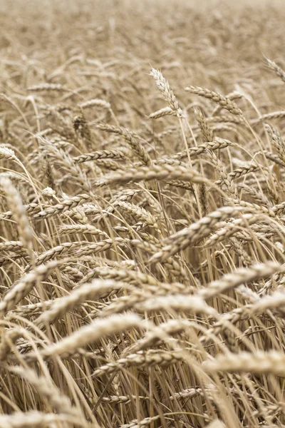 Des Épillets Blé Sur Terrain Modèle Épillets Blé Contexte Des — Photo