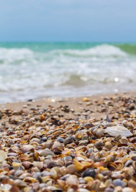Deniz kabukları deniz kıyısında. Deniz dalgaları. Sahil
