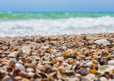 Deniz kabukları deniz kıyısında. Deniz dalgaları. Sahil