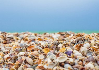 Deniz kabukları yakın çekim ve mavi gökyüzü