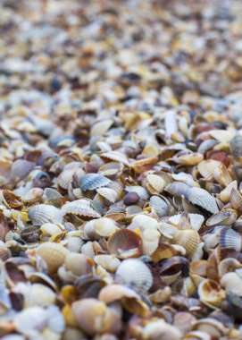 Deniz kabuğu dokusu, şablon duvar kağıdı yakın plan