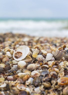 Deniz kabukları deniz kıyısında. Deniz dalgaları. Sahil